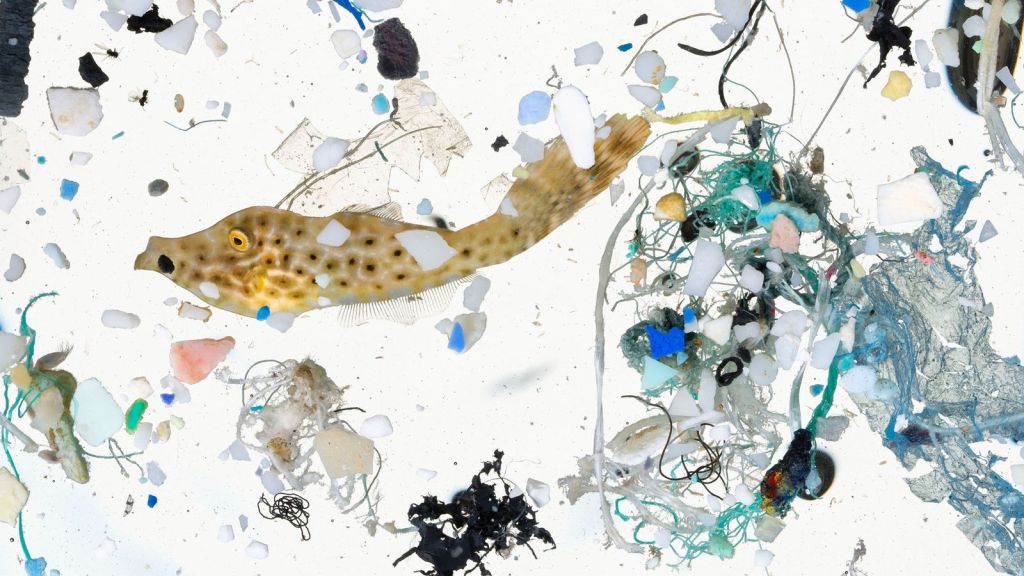 Impact des microplastiques sur les animaux et organismes qui les&nbsp;ingèrent